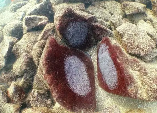 不断的有鲷类鱼在排卵,之前排的鱼卵再次去观察没发现有鱼苗,去向不明