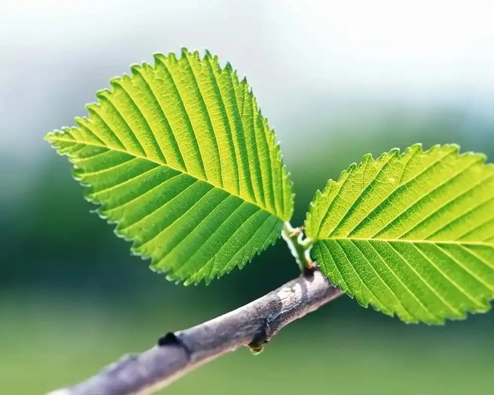 做一片最美的叶