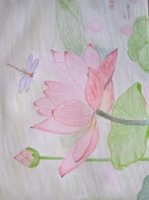 一幅彩铅荷花