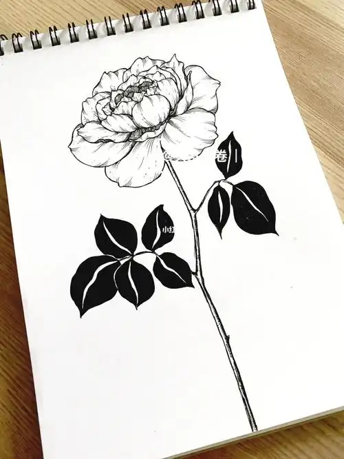 虎头虎脑的月季像包子黑白线描花卉