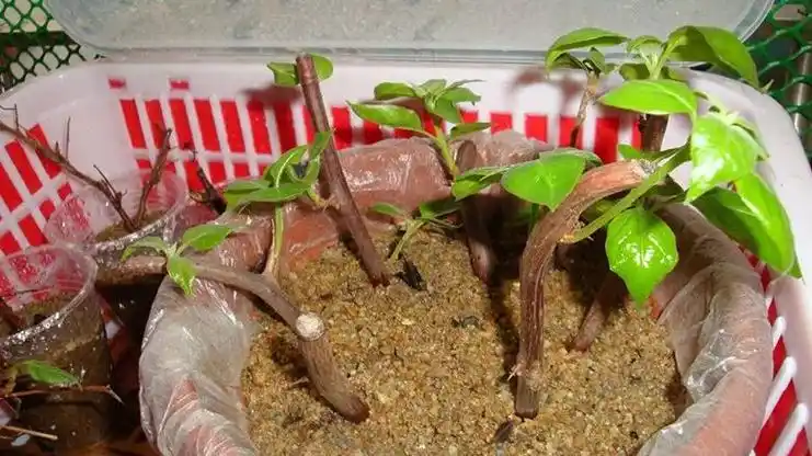 学会这么扦插三角梅家里花开成海