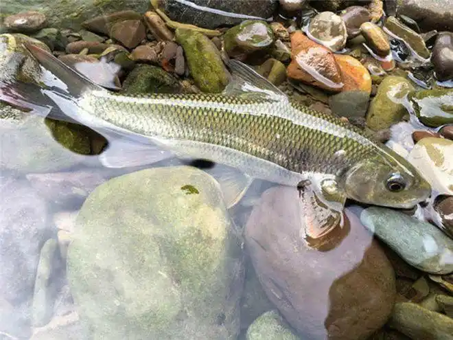 暗河|甲鱼|洞口|野生鱼_网易订阅