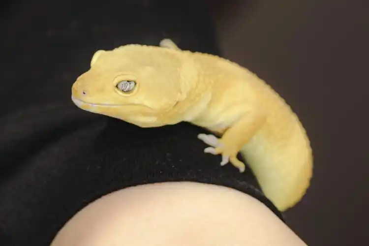 2020宠物|微笑蜥蜴/豹纹守宫 - 摄影师奔奔 - 图虫