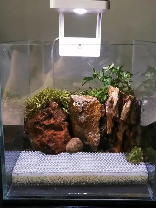 谁说角蛙缸不能有造景咱还不能好看点了