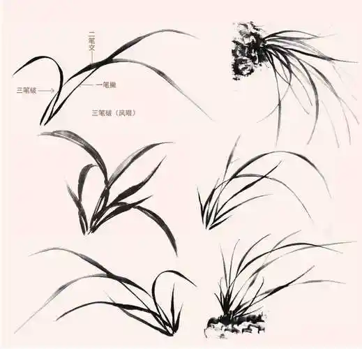 零基础国画教程:分步骤讲解5种兰花的画法,简单易学,快来临摹