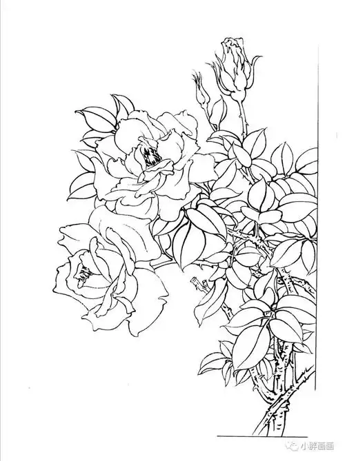 30幅工笔画月季白描高清素材赶紧收藏