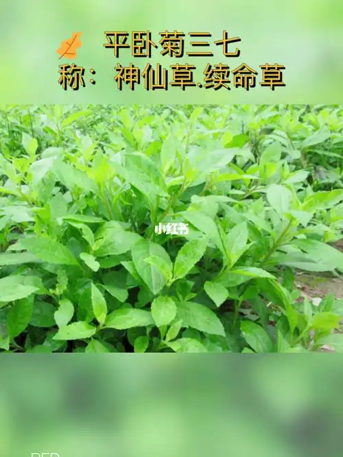 有多少吃过这个平卧菊三七鲜叶