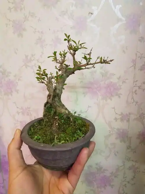 冬青盆景适合什么样的环境,有什么作用?碧绿青翠