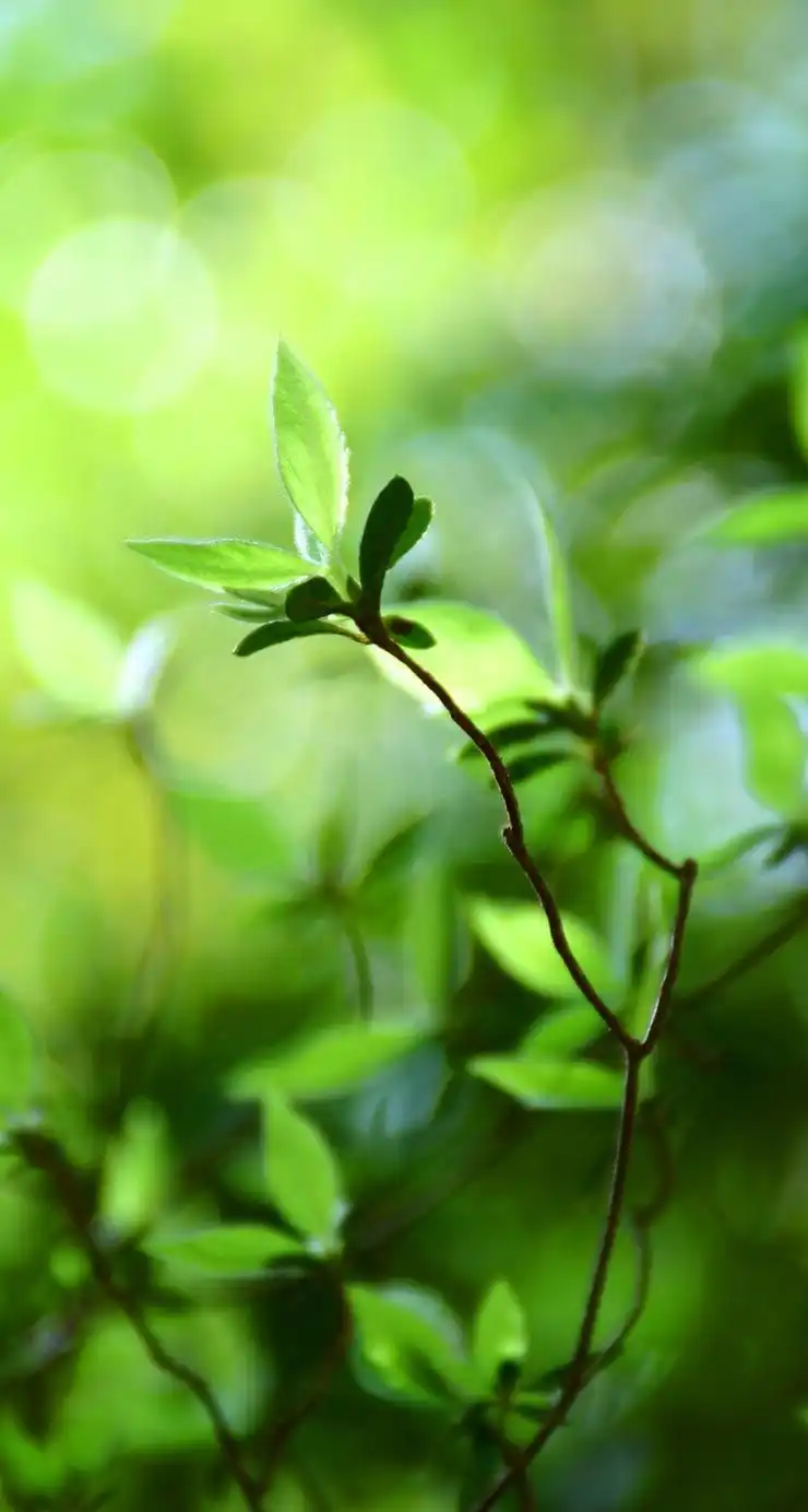 绿色养眼高清手机壁纸