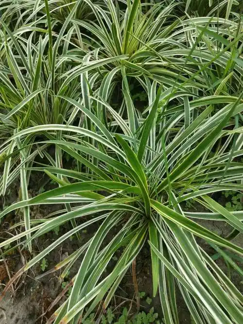 湖南金边阔叶麦冬小苗子价格金边阔叶麦冬批发金边阔叶麦冬基地