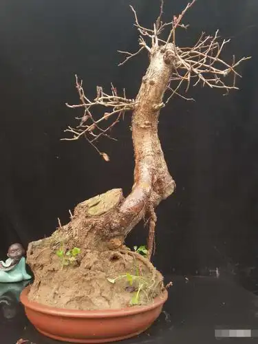 原创独特造型的老桩盆景欣赏层次分明严整平稳傲骨亮架别具情趣