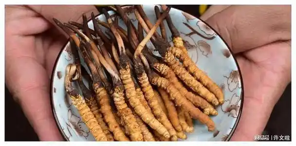 天麻|陈皮|虫草|冬虫夏草|铁皮石斛_网易订阅