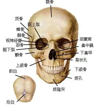 正常人体颅骨解剖图-人体解剖图