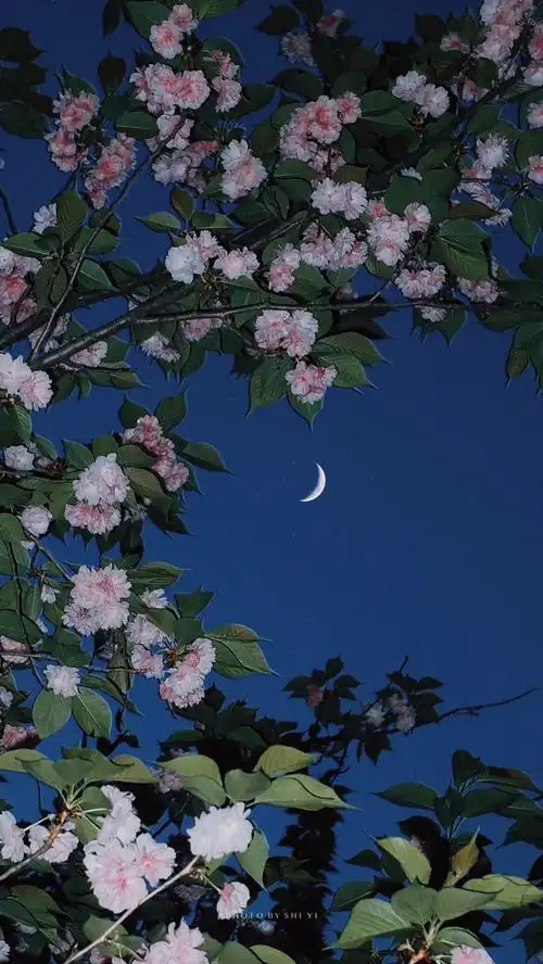 花- 堆糖,美图壁纸兴趣社区