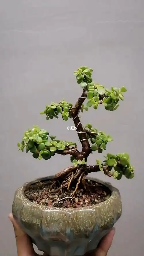 掌上盆景  #金枝玉叶造型  #提根盆景  #盆景艺术