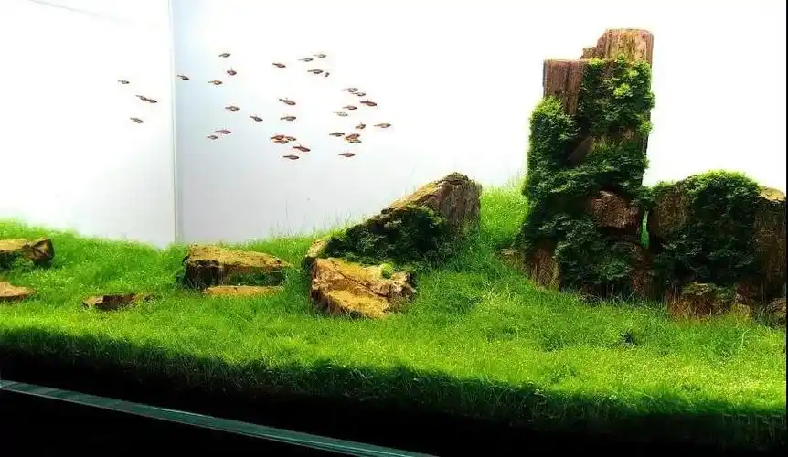 牛毛毡水草资料图片外形如针细如牛毛的青青草原