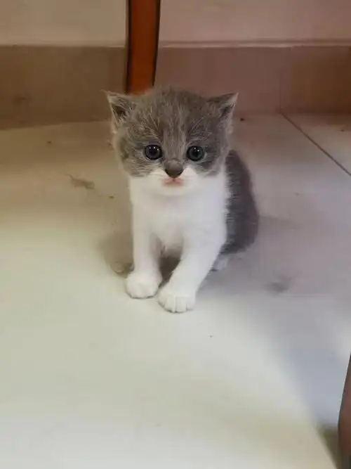 英短父母生了六个小英短,都是品相很正的小猫咪,一个月大,会用猫砂了