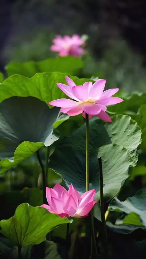 荷花- 堆糖,美图壁纸兴趣社区