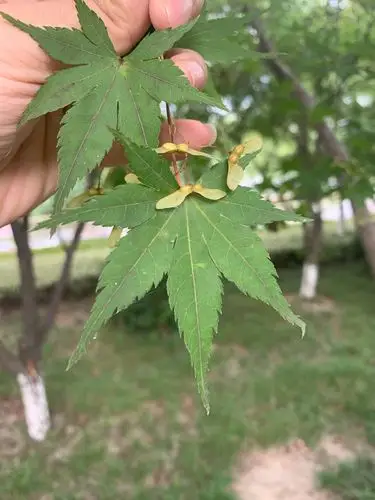 叶子名称:鸡爪槭