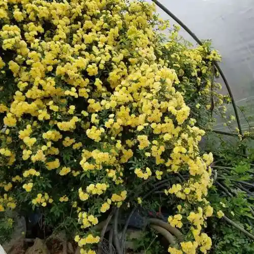 木香花50-100公分高