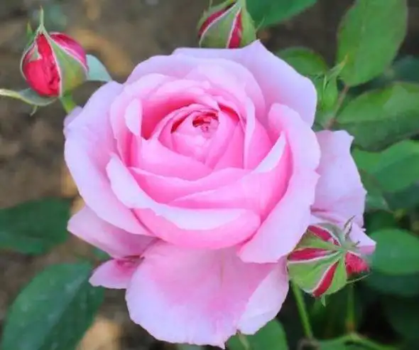 养花看些漂亮的,但名字没法养,颜值再高也不行_月季花