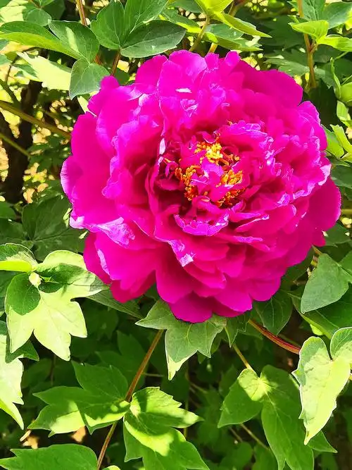 最美牡丹花, - 美篇