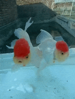 看看这个_鱼缸_水温_水质