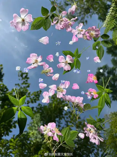 壁纸 花 桌面 690_920 竖版 竖屏 手机