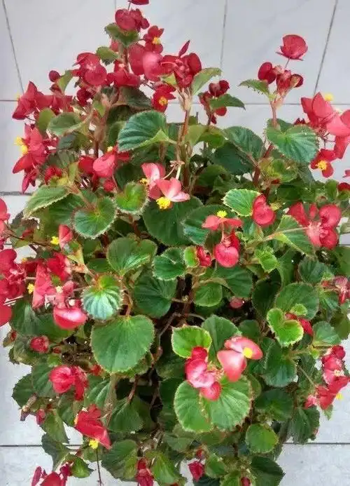 无论是重瓣还是单瓣的四季海棠,种类繁多,如铜叶粉,绿叶白等,无不散