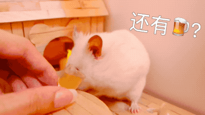 仓鼠萌宠可爱卖萌gif动图_动态图_表情包下载_soogif