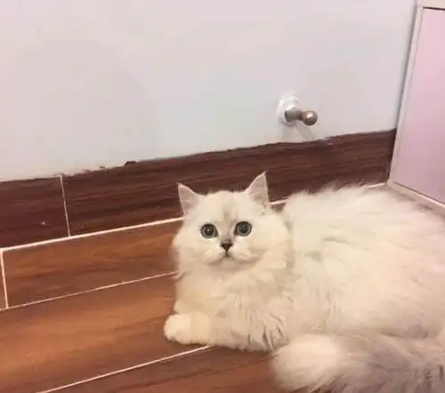 金吉拉和渐层配种图片,金吉拉配金渐层生出来啥