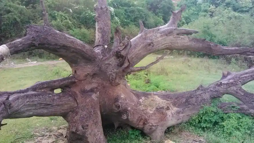 老家清理河道时得到了一棵香樟树根阴沉木,根部散开7米左右长胸径80