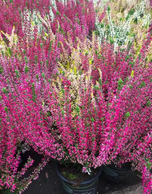 冬天最能勾魂的9种耐寒花总有一种是你喜欢的