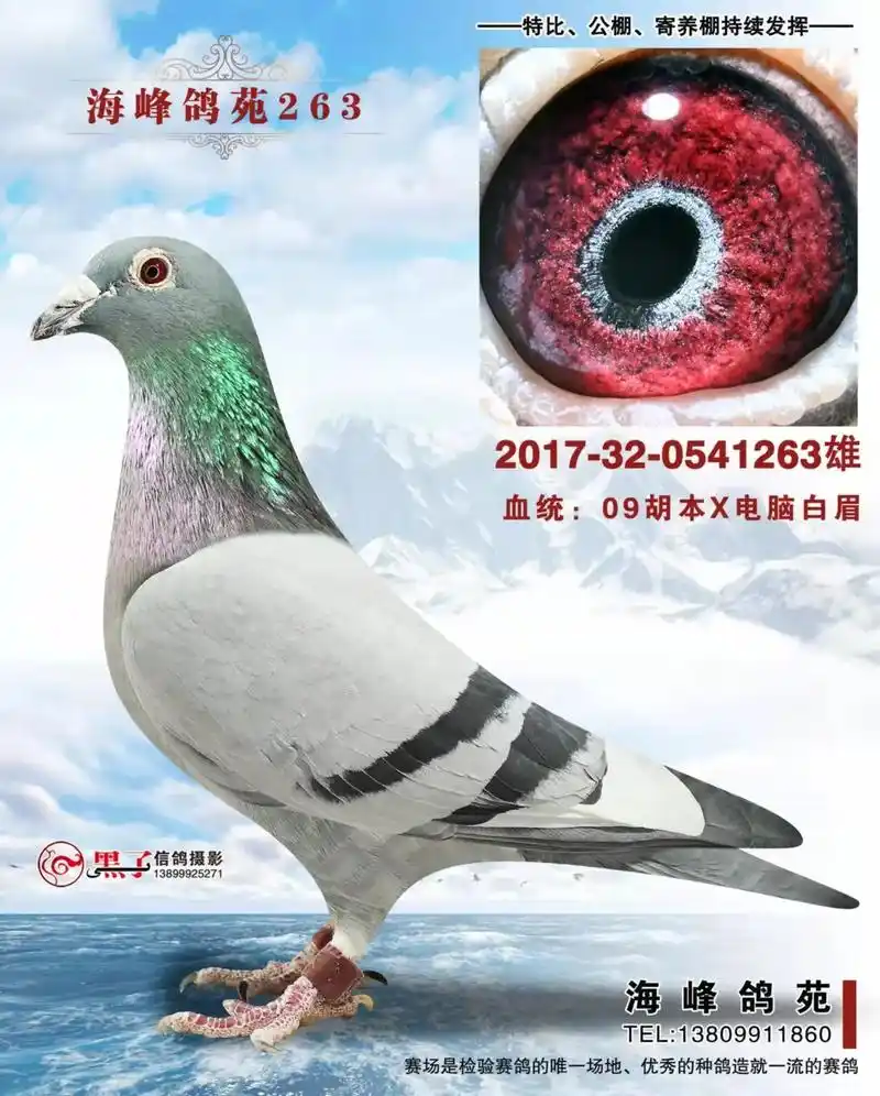 电脑戈马力部分种鸽欣赏   海峰鸽苑珍藏 - 抖音