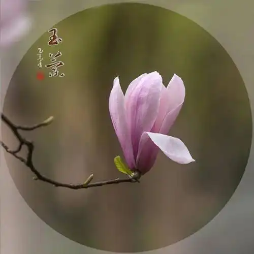 淡定看人生宁静做自我