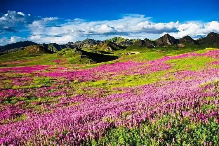 人间仙境花海图片,鸟语花香人间仙境图片