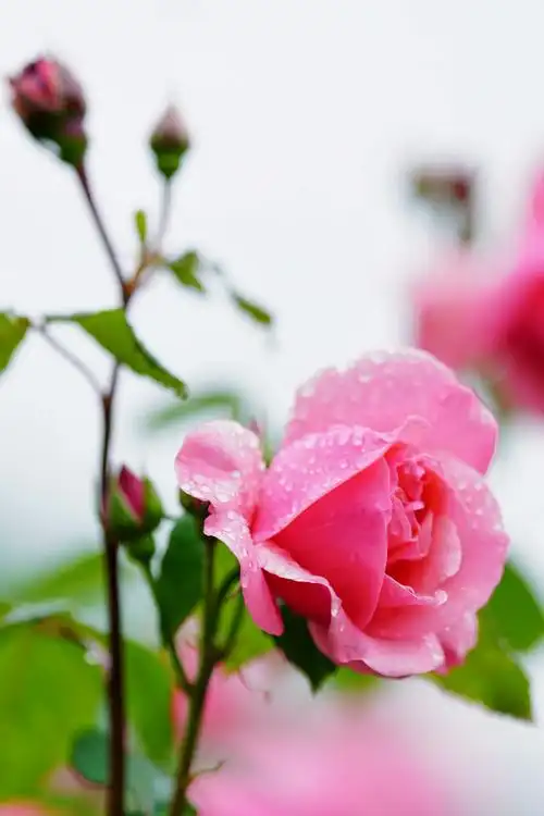 莲花池公园(月季花)(2020年5月8日)