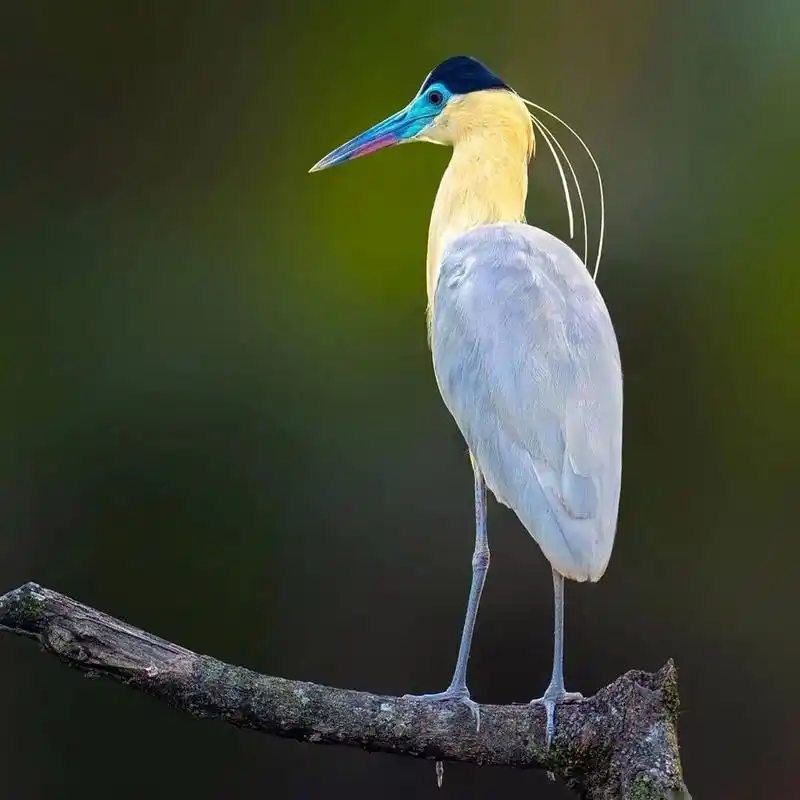 蓝嘴黑顶鹭 #保护动物# #鸟类# #观鸟# #蓝嘴黑顶鹭