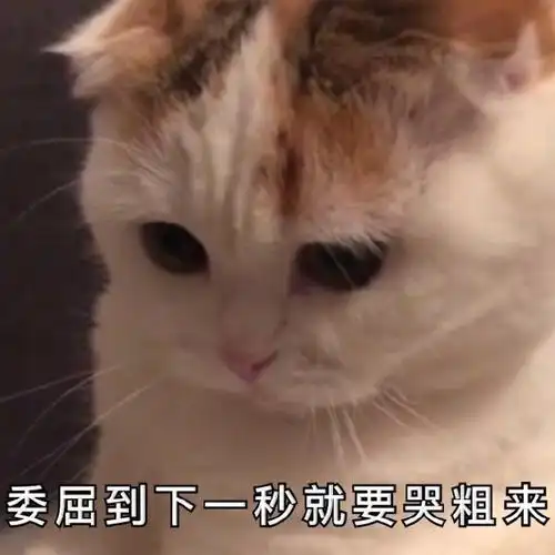 萌宠gif猫星人gif委屈到下一秒就要哭出来gif可怜gif呆萌gif可爱gif