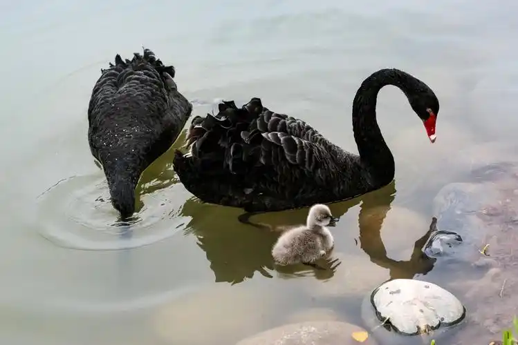 白天鹅与黑天鹅