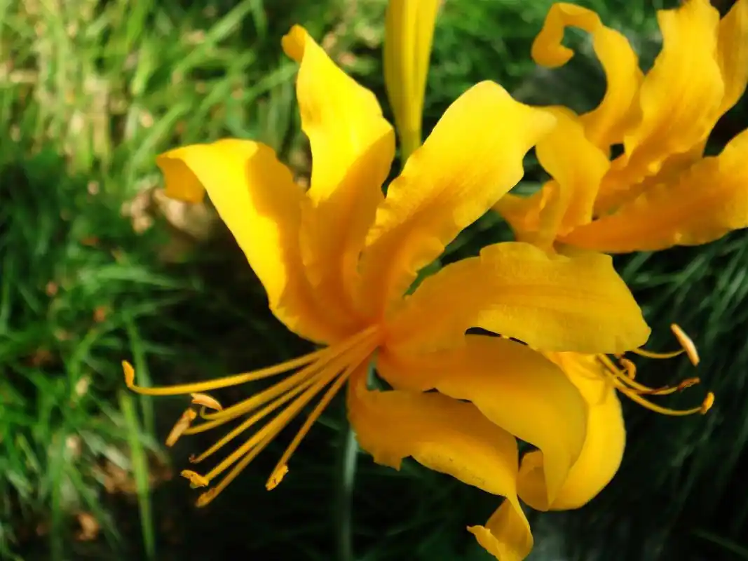 黄色彼岸花摄影图片桌面壁纸