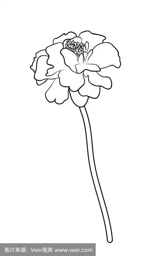 绘画插图,矢量,万寿菊,垂直画幅,美