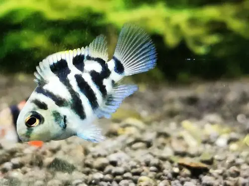 鹦鹉鱼迷你宝蓝白金淡水小型热带观赏鱼活体包活鱼