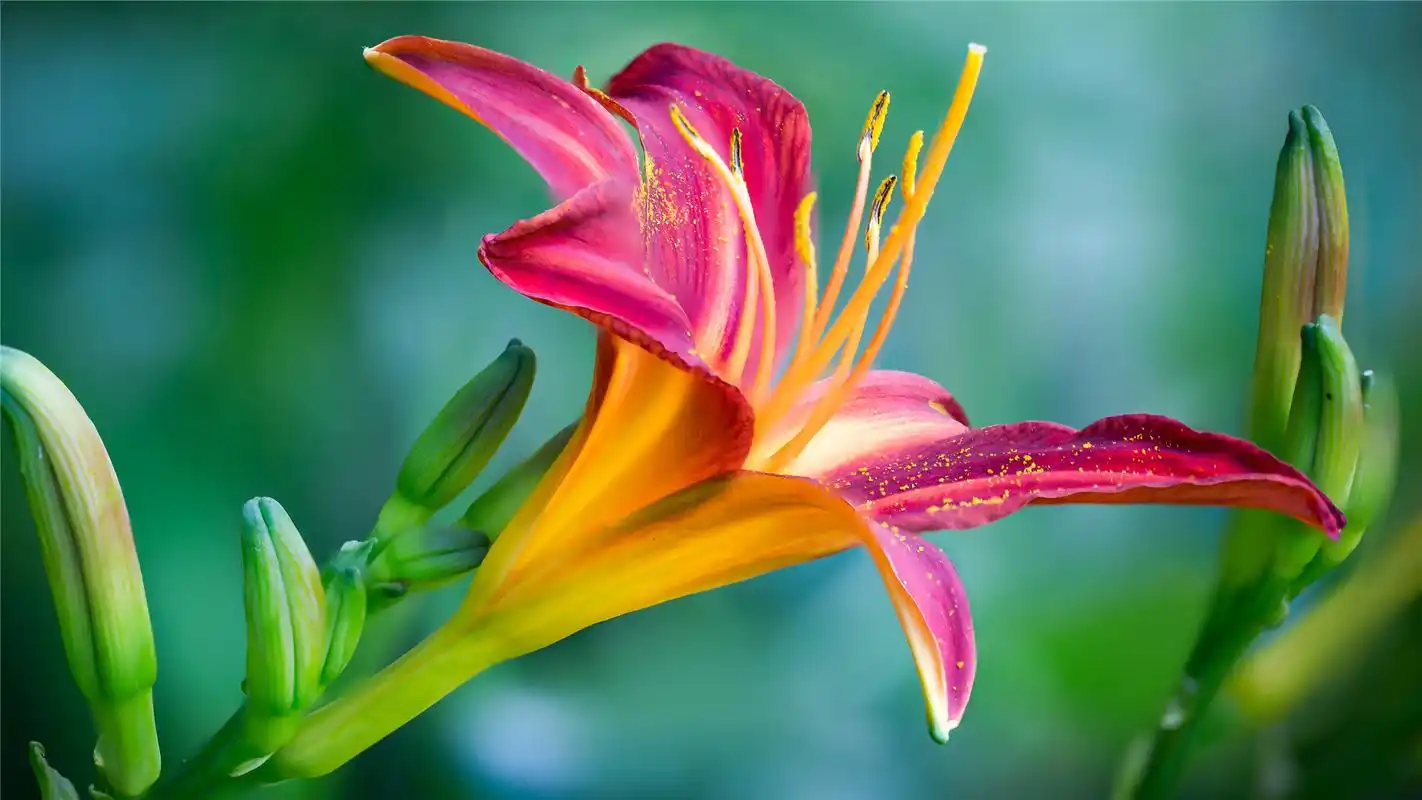 唯美鲜花高清摄影桌面壁纸