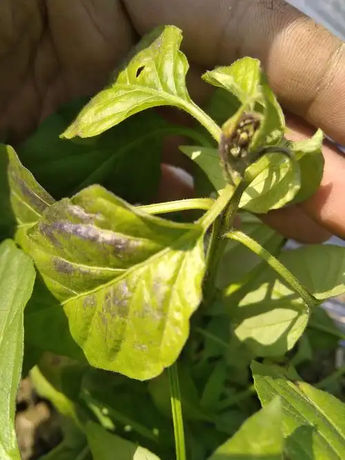 各位大神辣椒整棵黄叶是缺肥还是病害求解急
