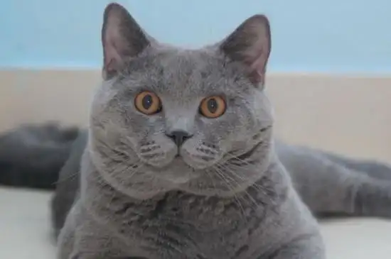 二,英短发腮的最佳时机