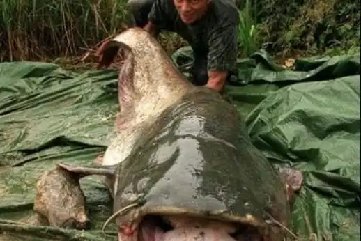 六须鲶鱼吃人的可怕传说有没有事实依据呢?