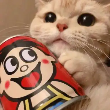 最萌猫咪头像高清好看的萌系猫咪头像图片