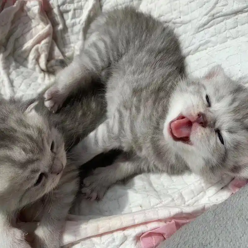 银渐层和蓝猫的孩子,好像都长这样 我终于有猫子了!