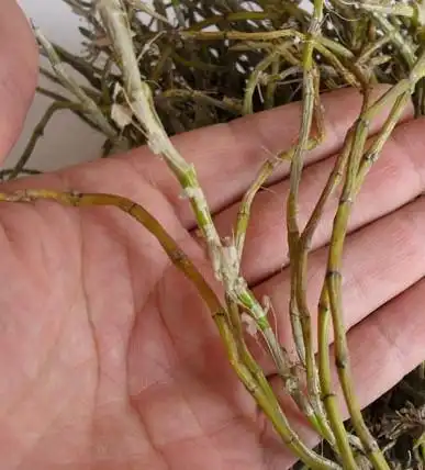 野生小环草 耳环草 小黄草石斛中药 石斛